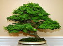 American red maple